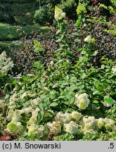 Hydrangea paniculata Magical Moonlight