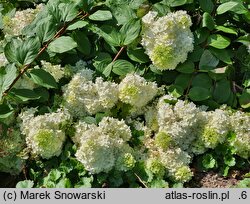 Hydrangea paniculata Magical Moonlight