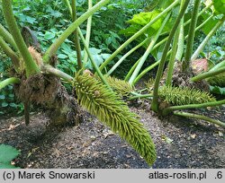 Gunnera manicata (gunnera olbrzymia)