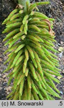 Gunnera manicata (gunnera olbrzymia)