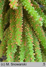 Gunnera manicata (gunnera olbrzymia)