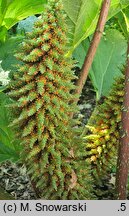 Gunnera tinctoria (parzeplin chilijski)