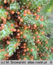 Gunnera tinctoria (parzeplin chilijski)