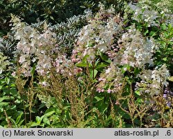Hydrangea paniculata LISSJUDY