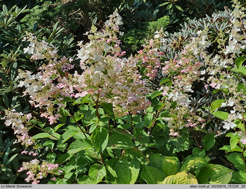 Hydrangea paniculata LISSJUDY