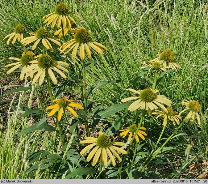 Echinacea Sunny Meadow Mama