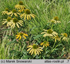 Echinacea Sunny Meadow Mama