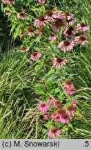 Echinacea Secret Affair