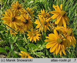 Rudbeckia Sunbeckia Olivia