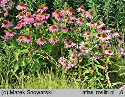 Echinacea purpurea Doubledecker