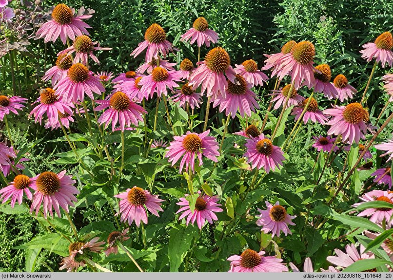 Echinacea purpurea Doubledecker