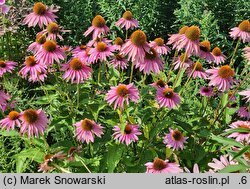 Echinacea purpurea Doubledecker