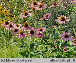 Echinacea purpurea Pow Wow Wild Berry