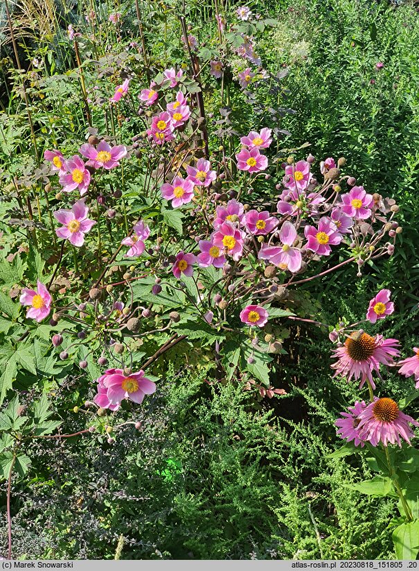 Eriocapitella tomentosa Septemberglanz