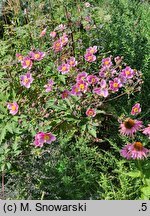 Eriocapitella tomentosa Septemberglanz