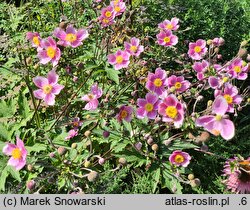 Eriocapitella tomentosa Septemberglanz