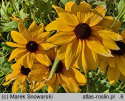 Rudbeckia Sunbeckia Carolina