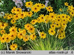 Rudbeckia Sunbeckia Victoria