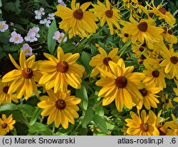 Rudbeckia Sunbeckia Victoria