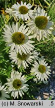 Echinacea purpurea Virgin