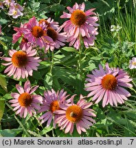 Echinacea purpurea Ruby Giant