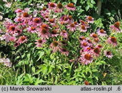 Echinacea purpurea Ruby Giant