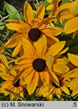 Rudbeckia Sunbeckia Maya