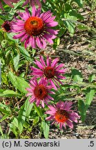 Echinacea purpurea Green Eyes