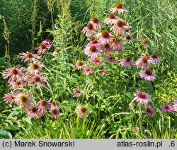 Echinacea purpurea Merlot