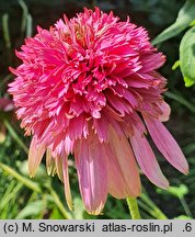 Echinacea purpurea Razzmatazz