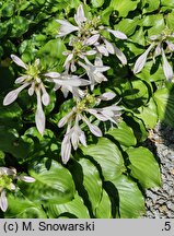 Hosta Invincible