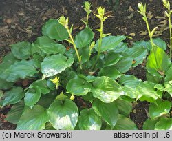 Hosta Invincible
