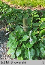Hosta Invincible