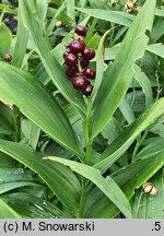 Smilacina stellata (majówka gwiazdkowata)