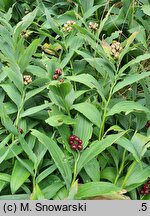 Smilacina stellata (majówka gwiazdkowata)