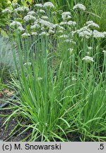Allium tuberosum (czosnek bulwiasty)