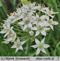 Allium tuberosum (czosnek bulwiasty)