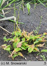 Hosta gracillima (funkia najdrobniejsza)