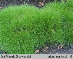 Festuca gautieri (kostrzewa Gautiera)