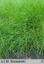 Festuca gautieri (kostrzewa Gautiera)