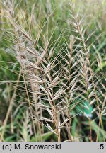 Elymus hystrix (jeżotka ropierzchła)
