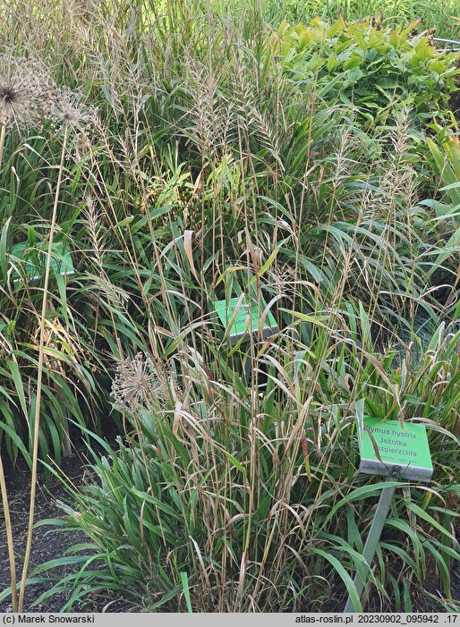 Elymus hystrix (jeżotka ropierzchła)