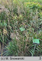 Elymus hystrix (jeżotka ropierzchła)