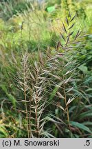 Elymus hystrix (jeżotka ropierzchła)