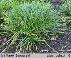 Ophiopogon chingii (konwalnik chinga)