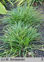 Ophiopogon chingii (konwalnik chinga)