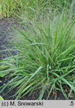 Eragrostis spectabilis (miłka okazała)