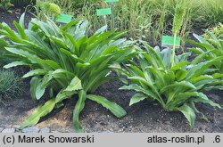 Eucomis pallidiflora (koronówka jasnokwiatowa)