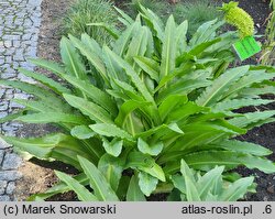 Eucomis pallidiflora (koronówka jasnokwiatowa)
