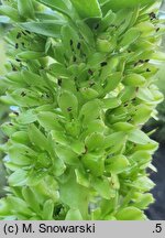 Eucomis pallidiflora (koronówka jasnokwiatowa)
